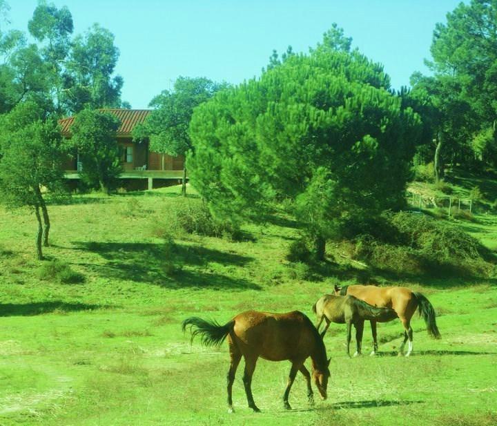 Coudelaria Vale Pau Villa Coruche Exterior foto